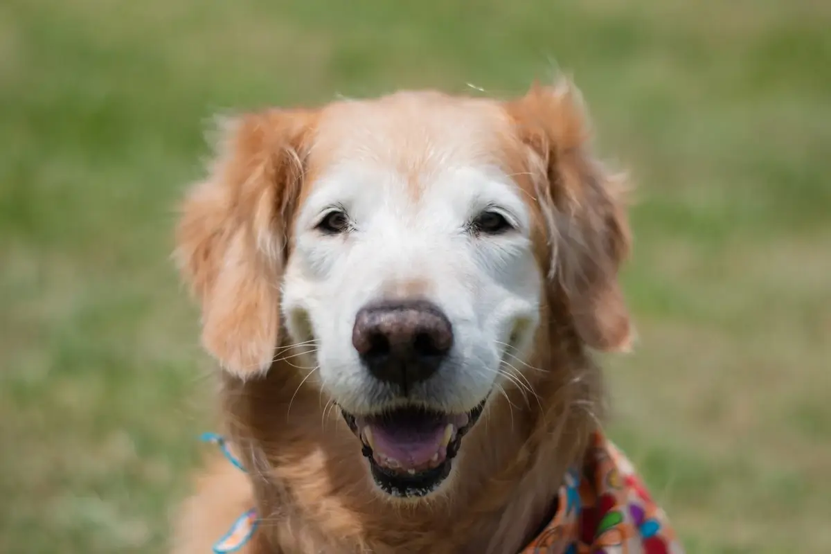A happy golden retriever