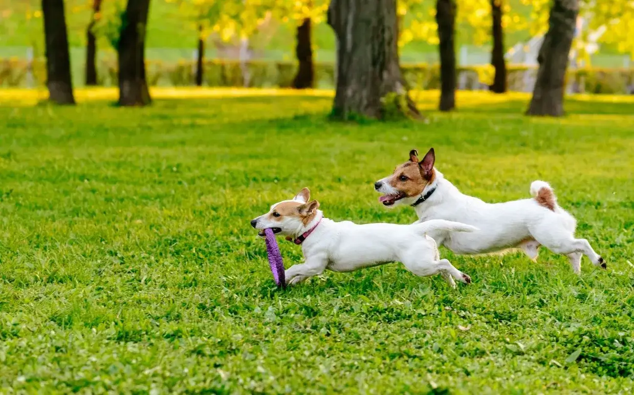 Dogs enjoying outdoor playtime