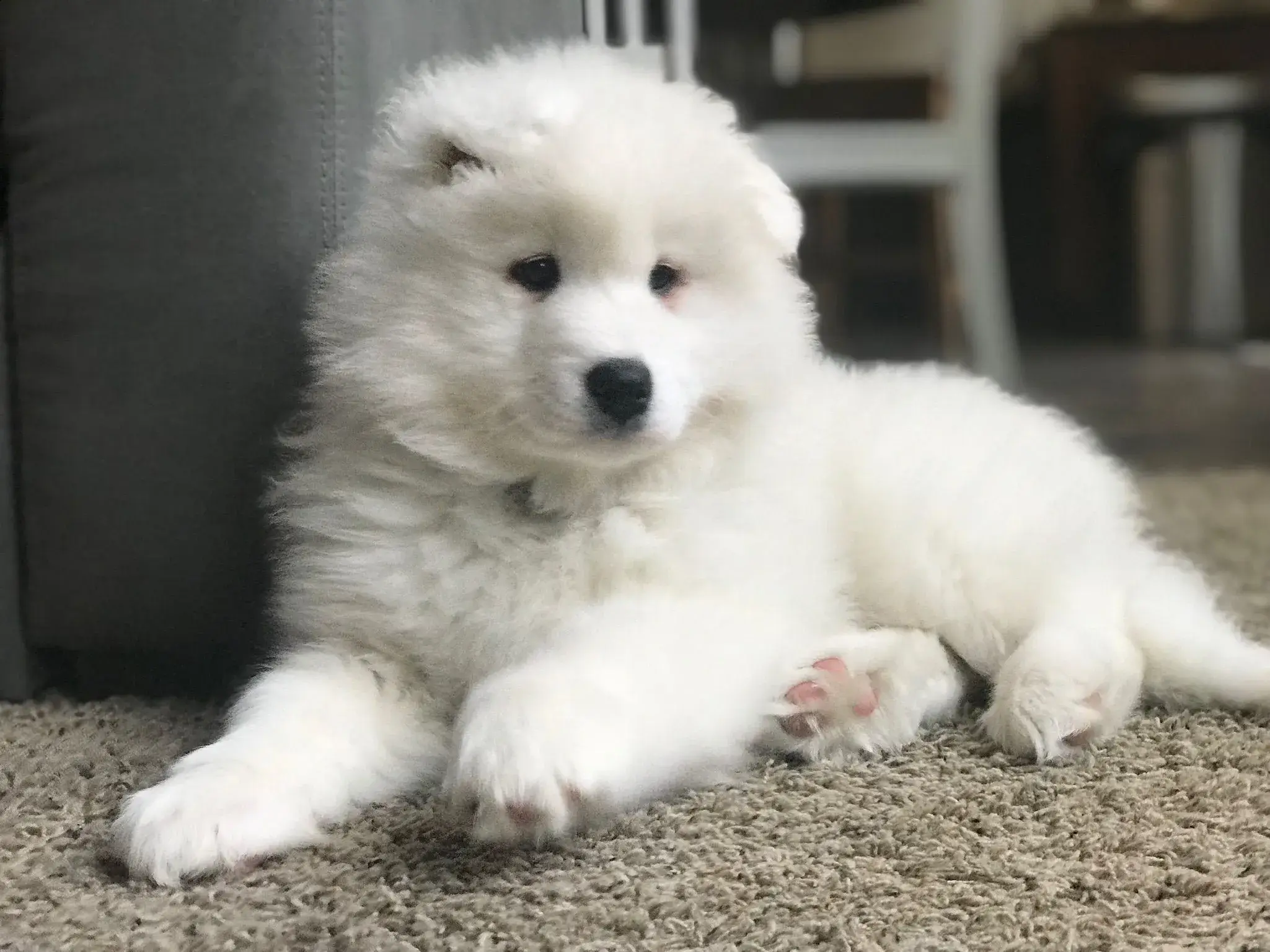 A fluffy samoyed named Skye