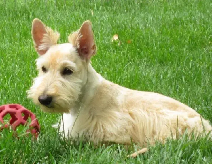 A playful terrier mix named Buster