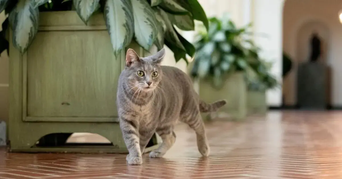 A calm tabby cat named Willow