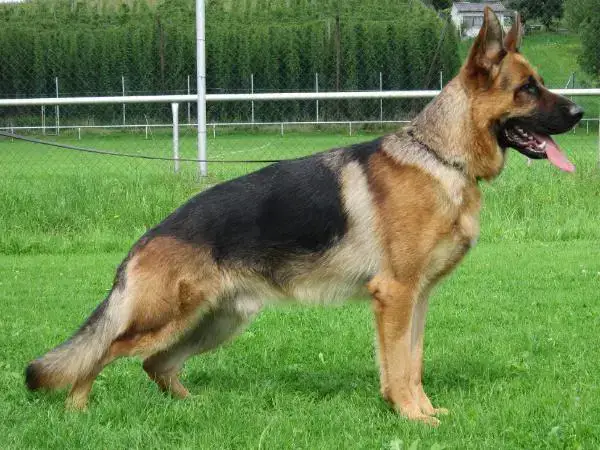 A loyal german shepherd named Max