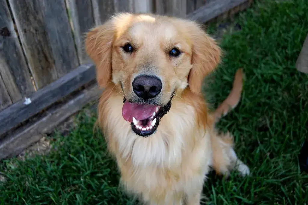 A goofy golden retriever puppy named Daisy