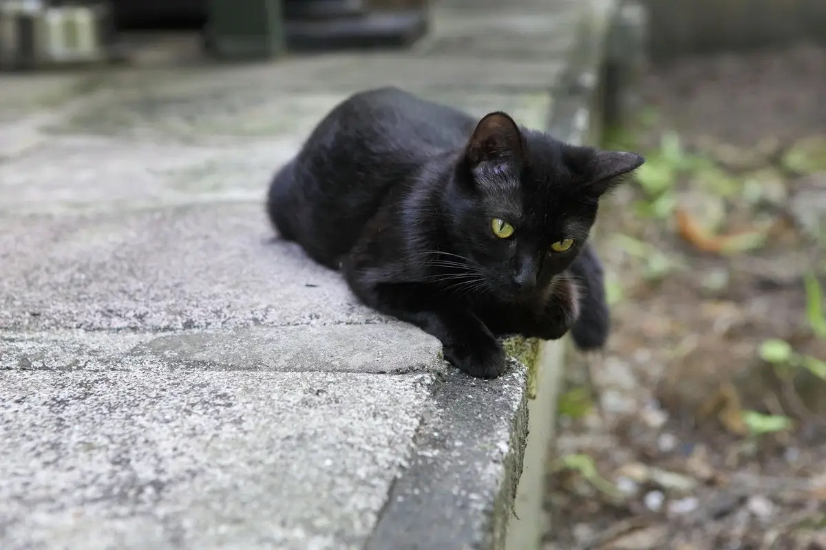 A sleek black cat named Shadow