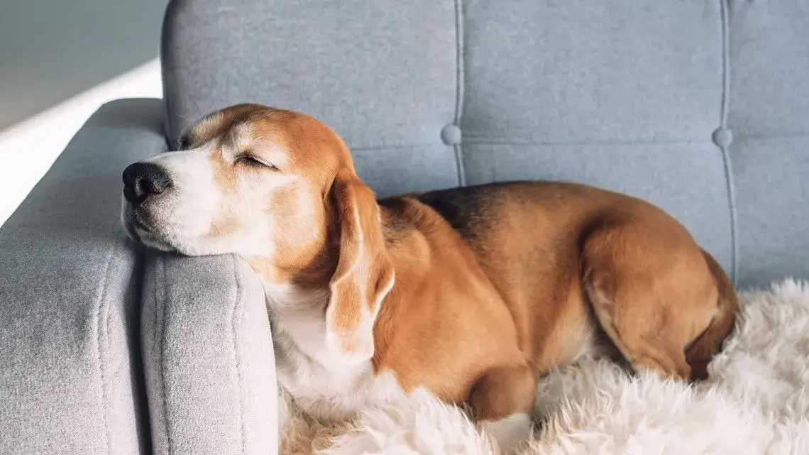 A happy, mature dog resting on a couch