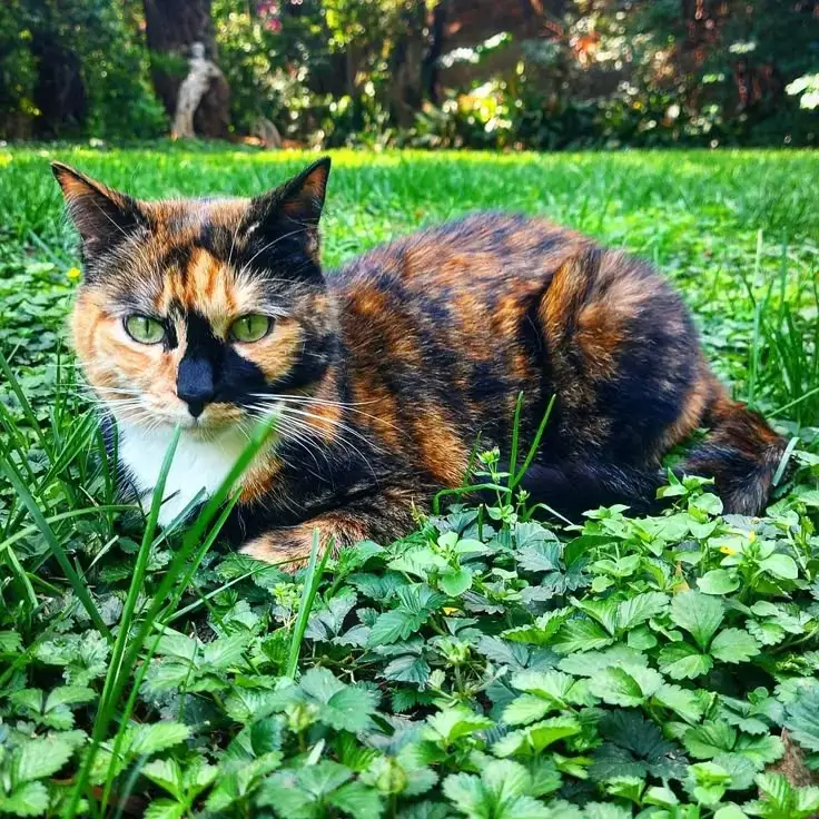 A shy tortoiseshell cat named Cleo