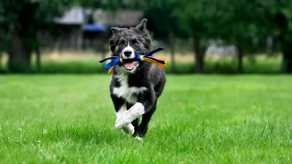 A previously adopted dog playing fetch