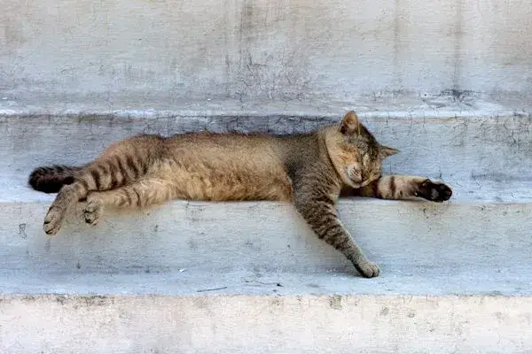 A previously adopted cat sleeping on a person's lap
