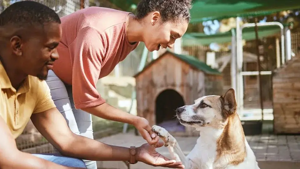 A volunteer caring for a special needs animal