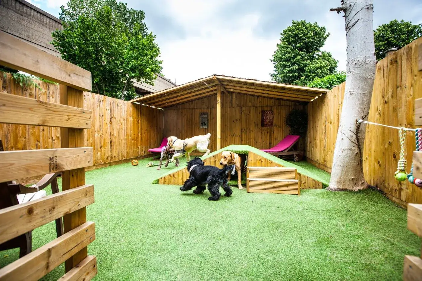 An outdoor play area for dogs