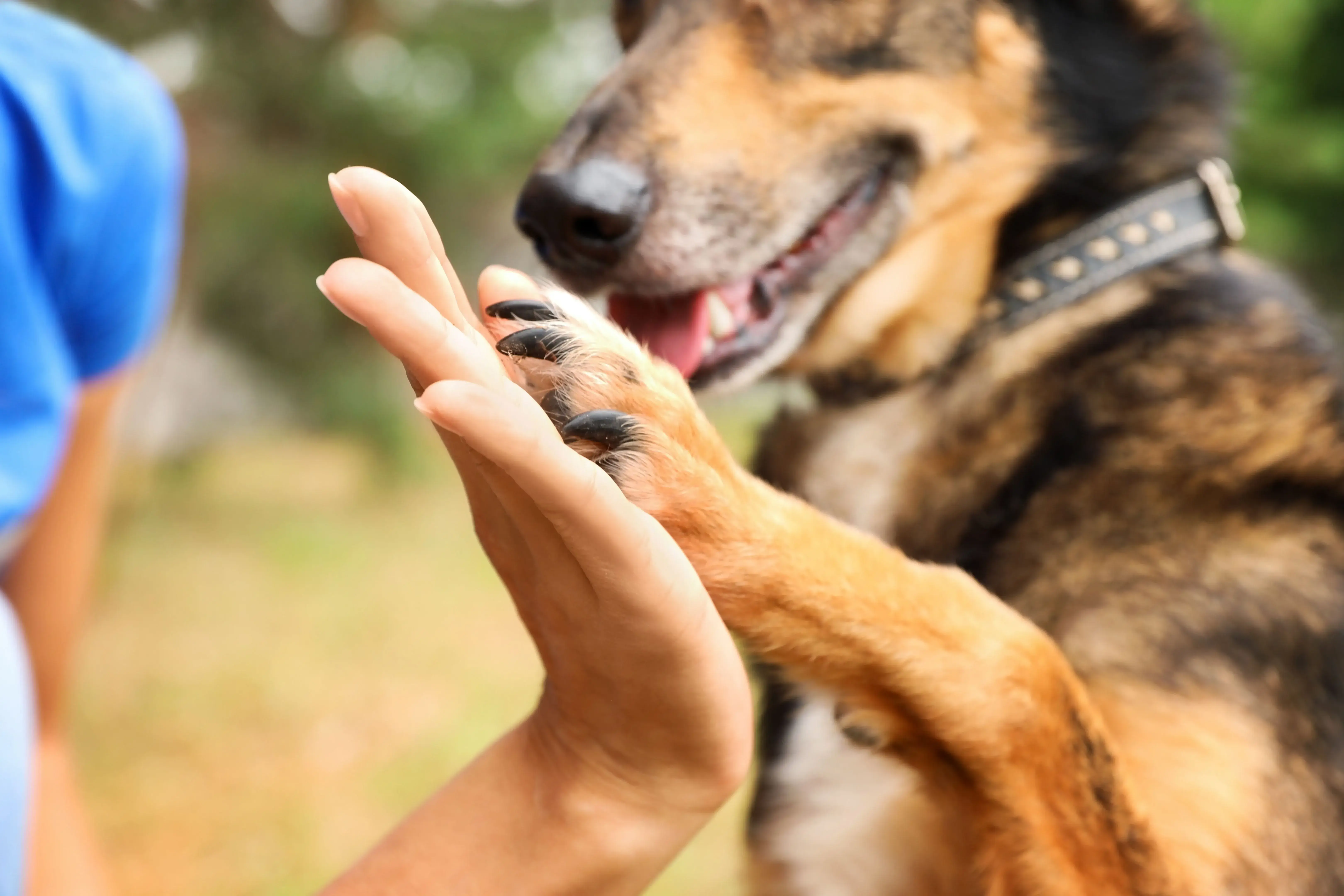 Volunteer petting a dog