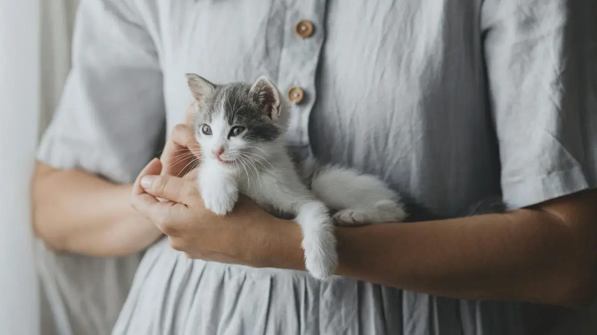 Person holding a small kitten