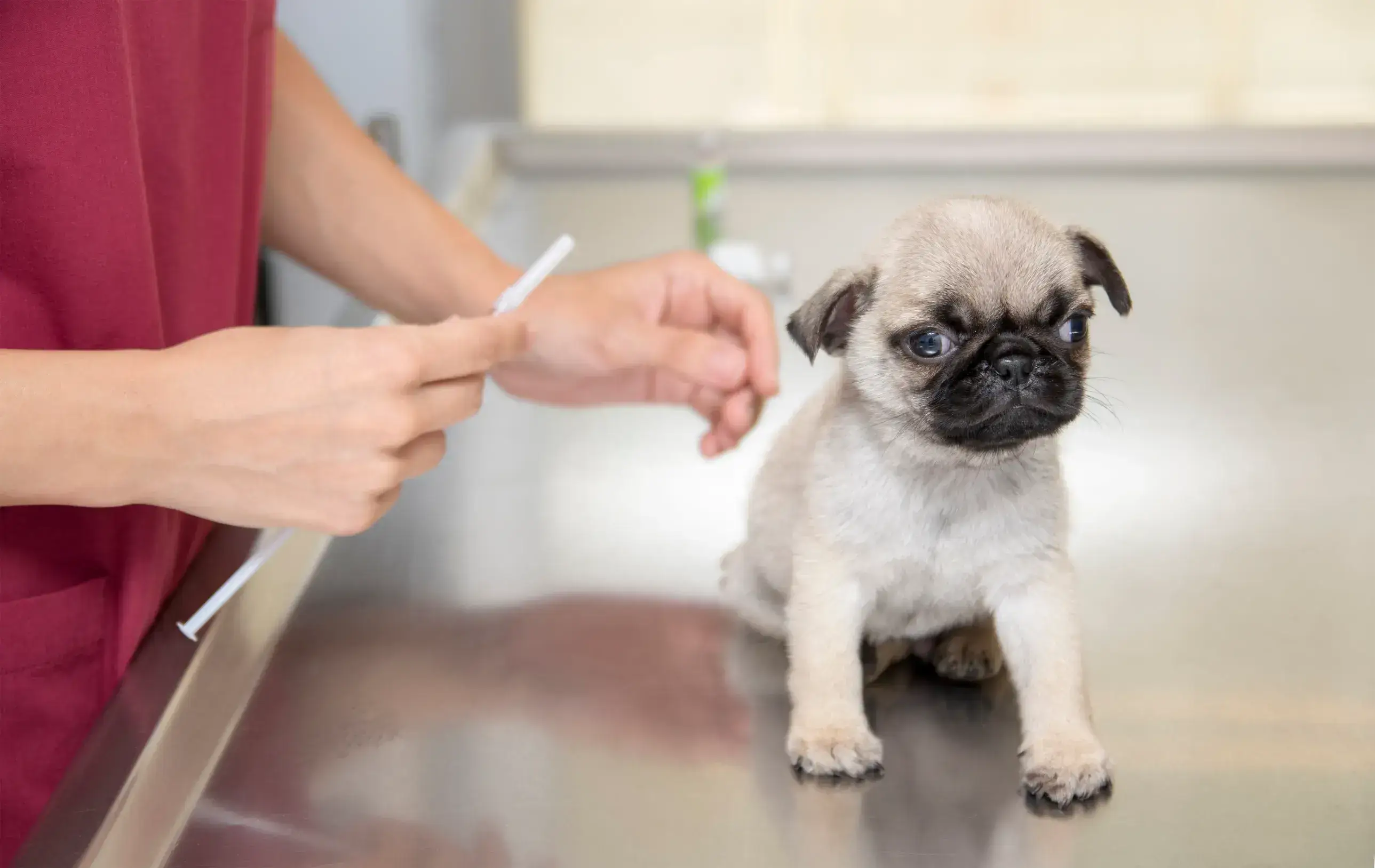 A puppy receiving a vaccination