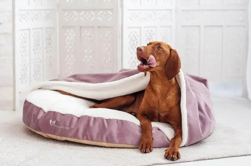 Cozy pet beds and blankets