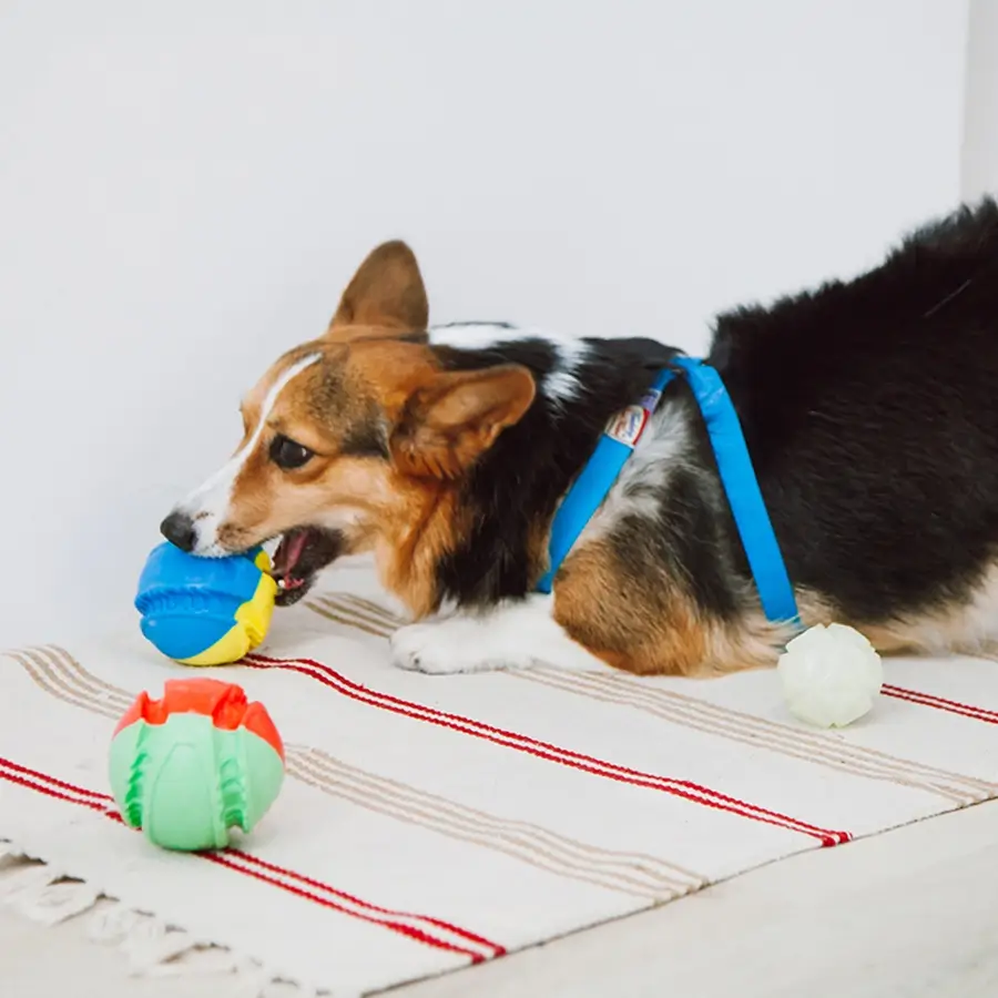 Durable dog and cat toys