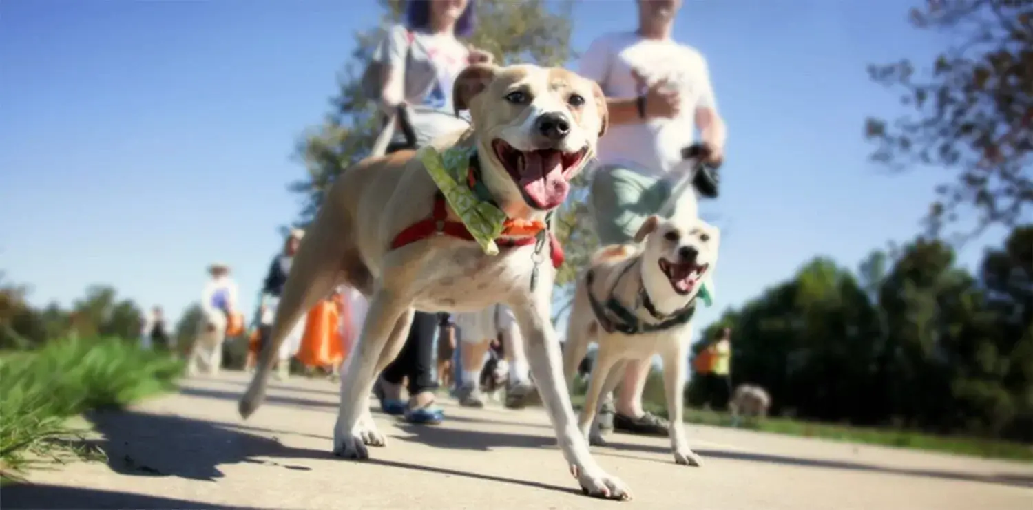 People and dogs participating in a charity run