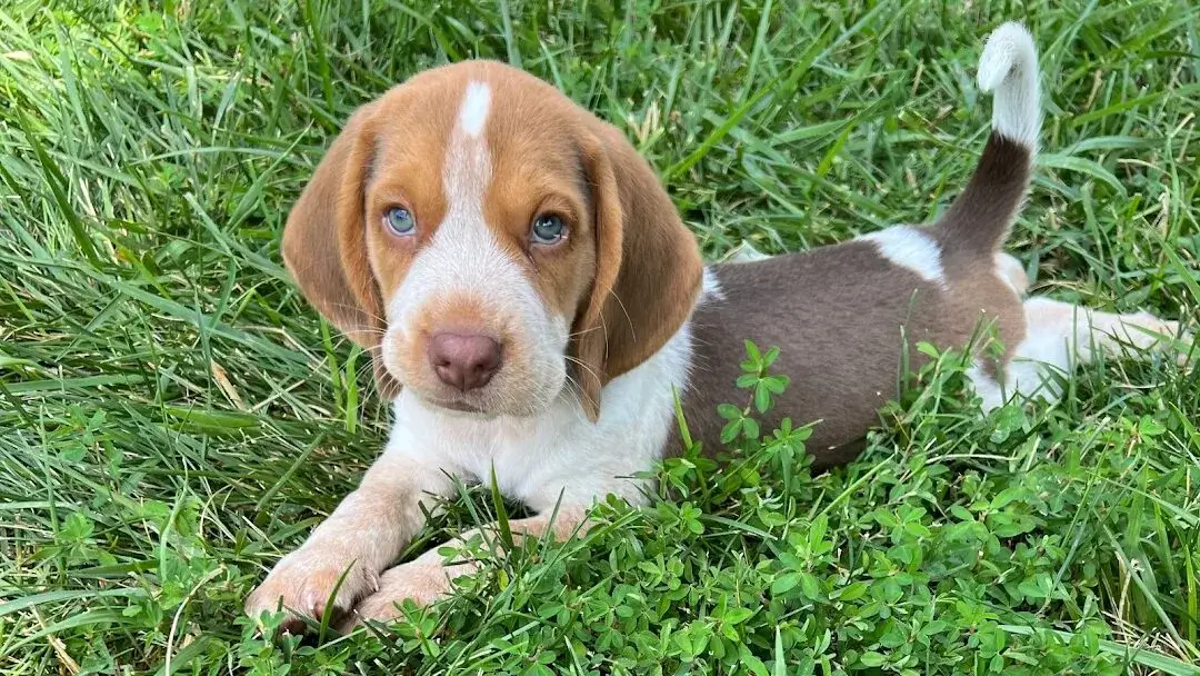 A playful beagle named Cooper