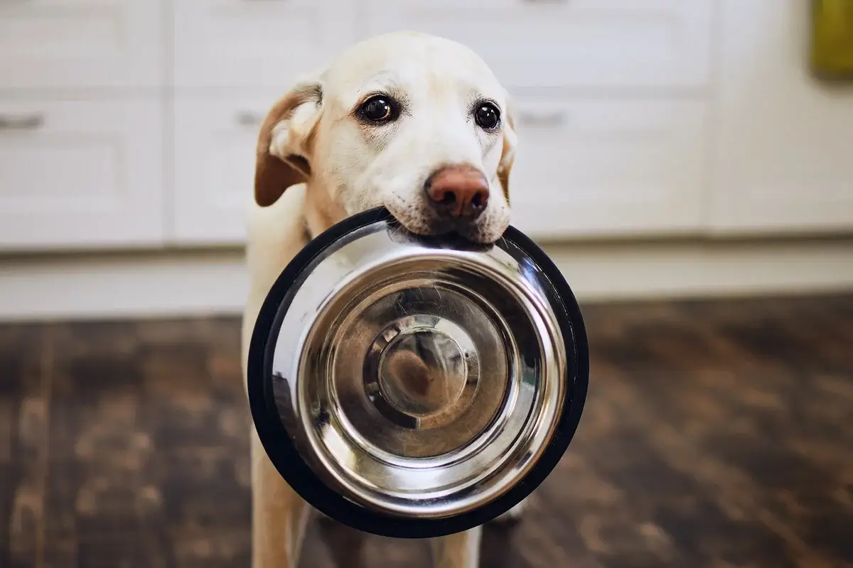 A dog looking at a wall clock and a food bowl