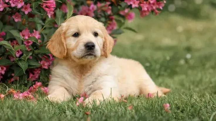A playful golden retriever puppy