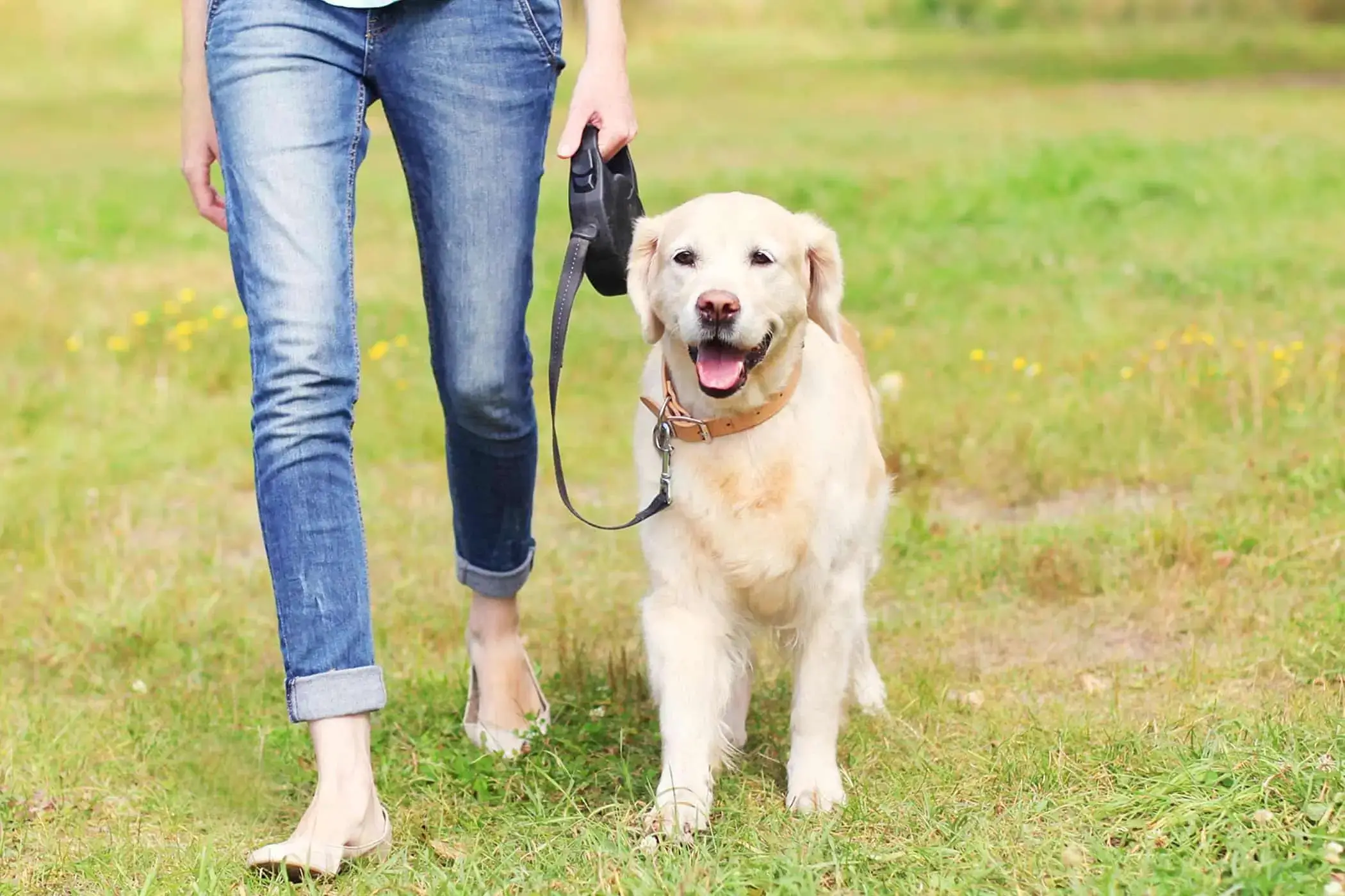 A volunteer happily walking a dog