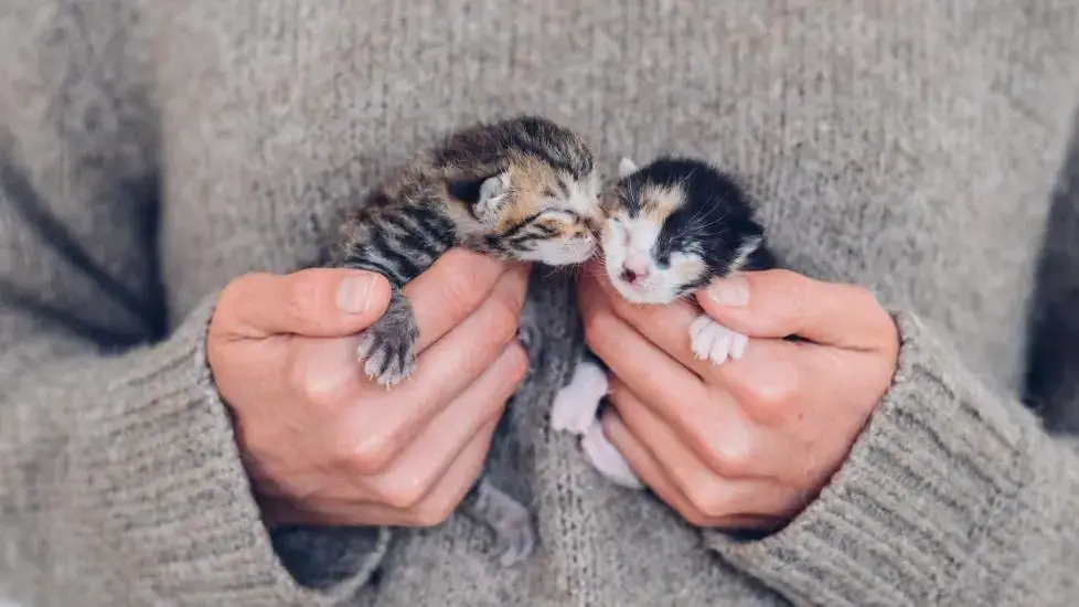A person carefully holding a tiny kitten in their hands