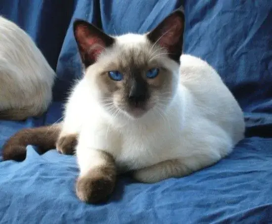 A graceful siamese cat named Luna