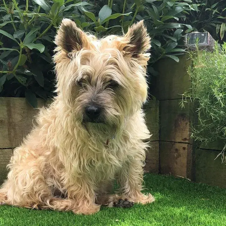 A scruffy terrier mix named Rusty